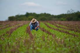 INSS – CONTRIBUIÇÃO DO PRODUTOR RURAL PESSOA FÍSICA E SEGURADO ESPECIAL